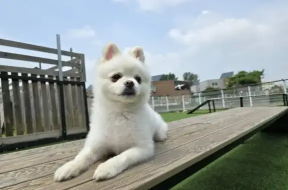 Lost White Pomeranian on Sandy Ridge Dr.