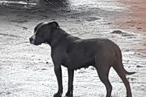 Lost Pit Bull Terrier in Perris - Help Needed!