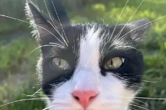 Lost Tuxedo Cat: 1-Year-Old Male in San Jacinto