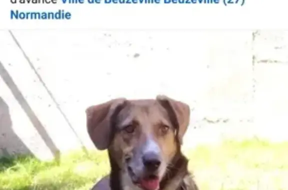 Chien perdu Beuzeville, photo : Chienne croisée 6 ans perdue à Beuzeville