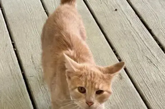 Found: Affectionate Yellow Tiger Cat, Springville