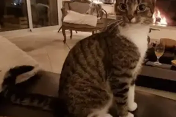 Jeune chatte tigrée perdue à Vence - photo