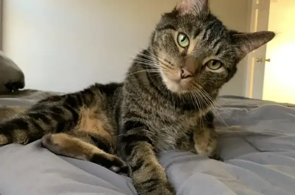 Lost Cat: Watson, Striped Tabby in Albuquerque