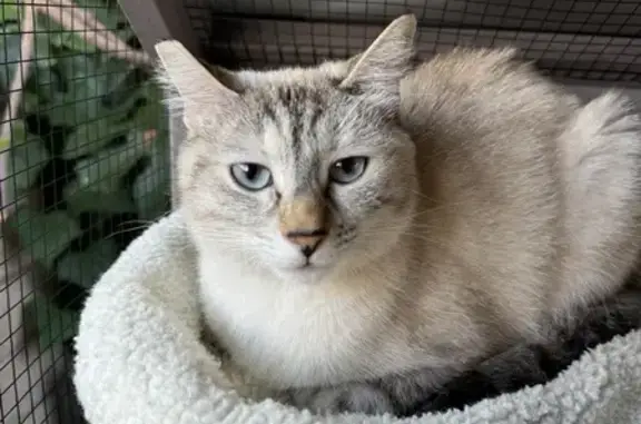 Lost Lynx Point Siamese in Los Angeles