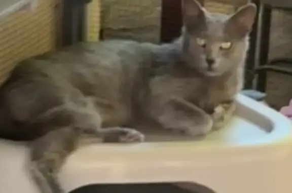 Lost Grey Male Cat in Los Angeles - Help!