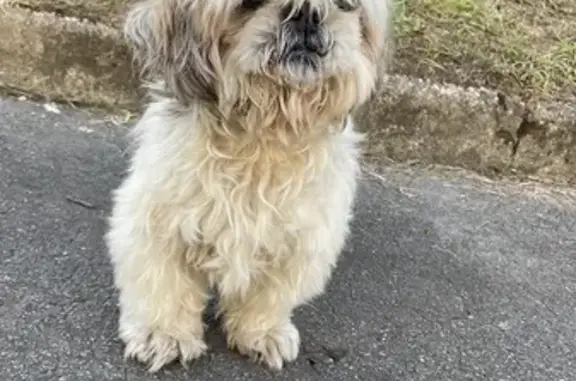Chien trouvé Rue Joliot Curie à Quéven - photo