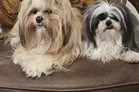 Lost Shih Tzus: Uva & Coffee - Contact Us