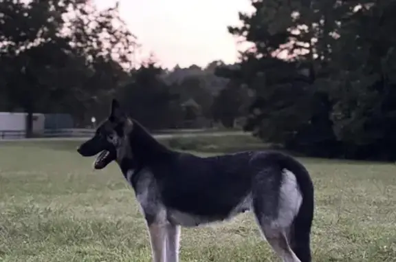 Lost GSD Female Found on Rocky Ford Rd, Kittrell