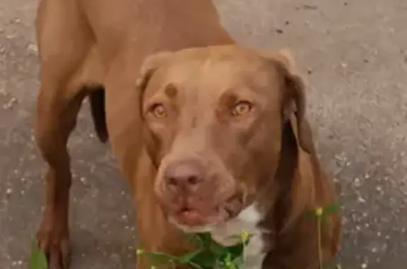 Found: Brown & White Female Dog in Saint Paul