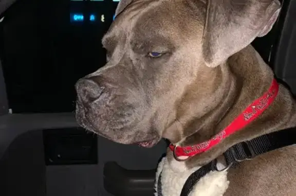 Missing Grey Pit: Harley on Logan Dr, Round Rock