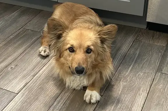 Missing Corgi-Aussie Mix in Fruita - Help!