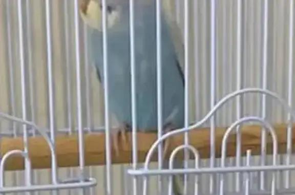 Lost Pale Blue Budgie on Sycamore Ave, Adelaide