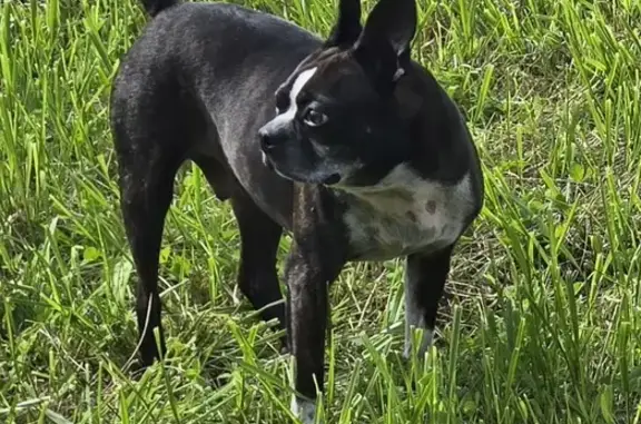 Lost Boston Terrier, 6 Yrs, Fenton Area