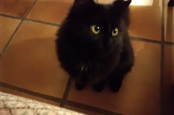 Chat perdu, , photo: Chatte noire à poils longs perdue à Camailleau