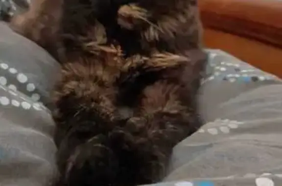 Chat perdu, , photo: Petite chatte Nyota disparue à Pelleautier