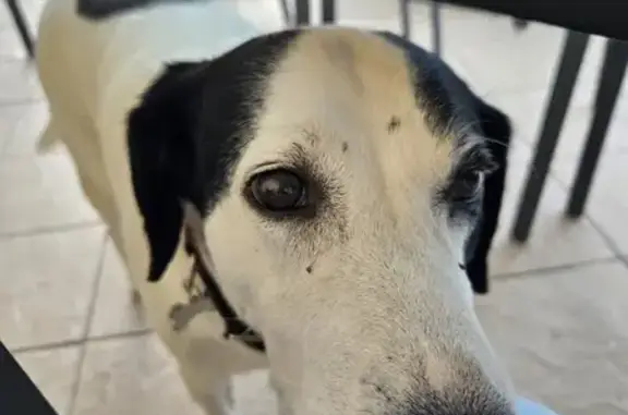 Chien trouvé à Dreuilhe, identifié Khal - photo