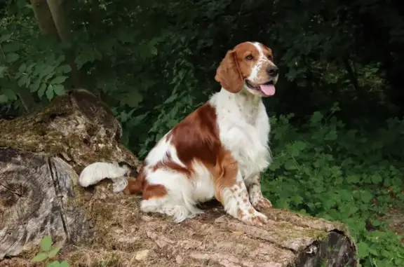 Chien perdu , photo : Chien peureux perdu à Vigny, contactez-moi