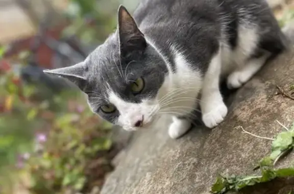 Missing Friendly Grey & White Cat, Moins Ct