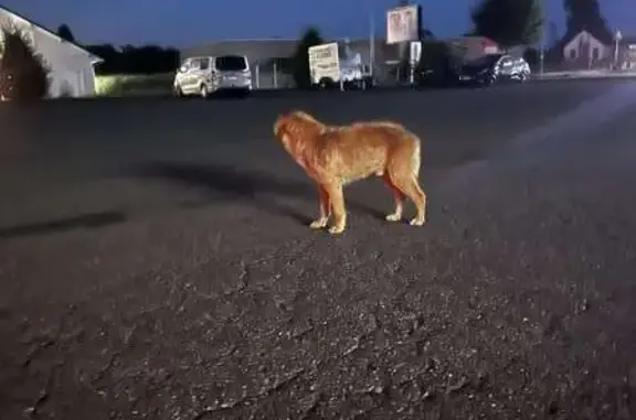Chien trouvé, gentil mais méfiant à Giromagny - photo