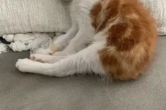 Chaton roux et blanc perdu à Bellevue - photo