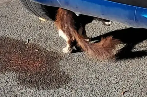 Chat maigre et malade trouvé à Poitiers - photo