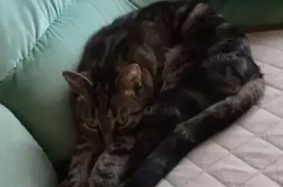 Chat perdu, Terville, photo: Chat disparu 6 ans, castré, tatoué à Terville