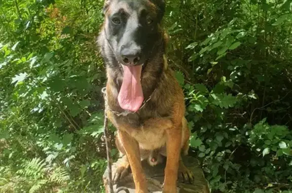 Chien perdu : Urus, malinois de 11 mois fugué - photo