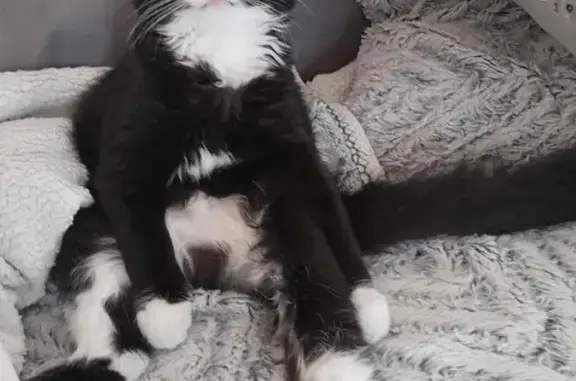 Chatte noire et blanche disparue à Avesnes - photo
