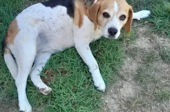 Beagle trouvé à Vence, collier rouge - photo