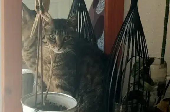 Chat tigré Noah perdu à Pamiers - photo