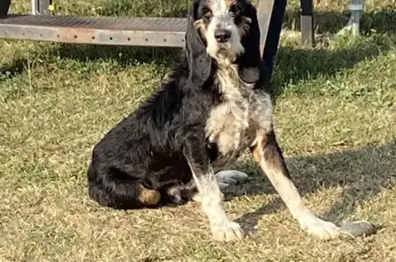 Chien de chasse trouvé, urgent à Escazeaux - photo