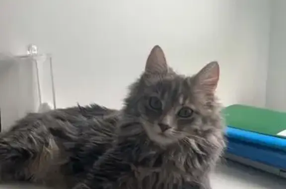 Chat perdu, Jarny, photo: Chatte grise perdue après accident à Jarny