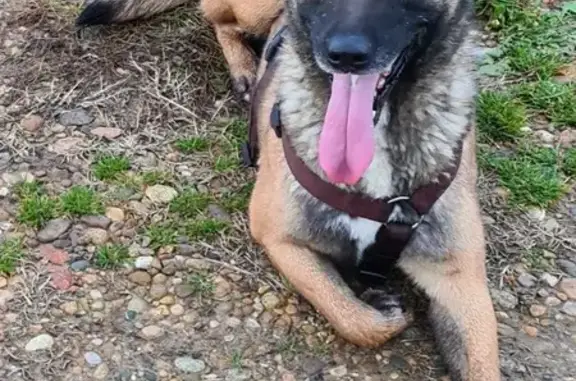Chien perdu: Malinois 8 ans, Neva, Lapalud - photo