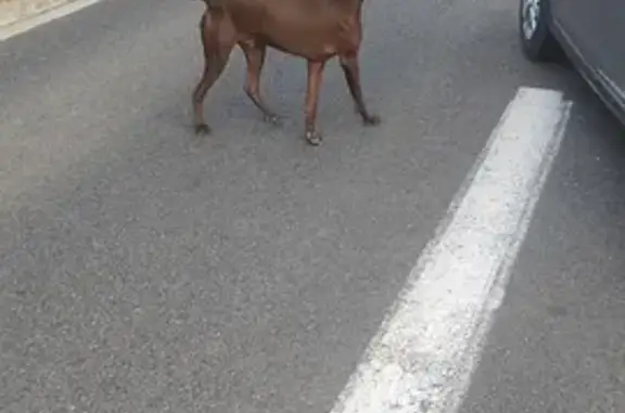 Chien marron trouvé sans collier à Auch - photo