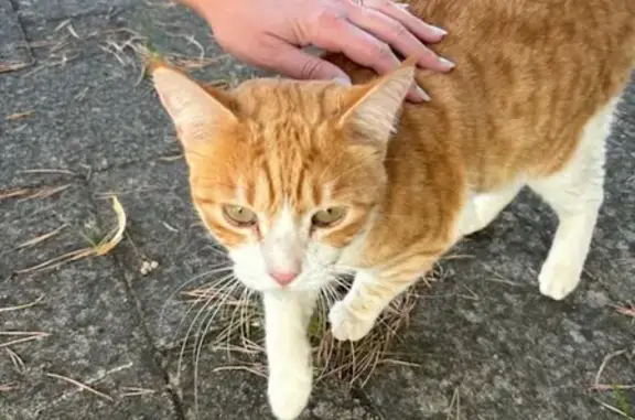 Chat européen roux et blanc trouvé à Goin - photo