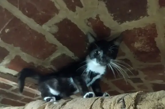 Chaton noir-gris trouvé à Fontaine-lès-Clercs - photo