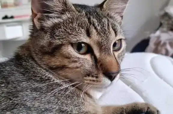 Chat perdu, , photo: Chat tigré gris perdu à Moulès-et-Baucels