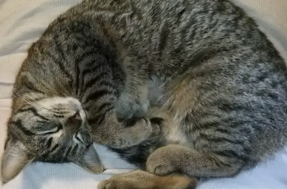 Missing Tabby Cat: North Lake Drive, Lakewood