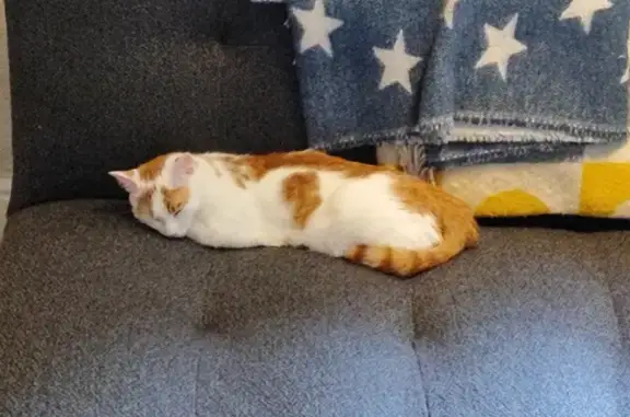Lost Cat: White & Orange, Shaftesbury Rd