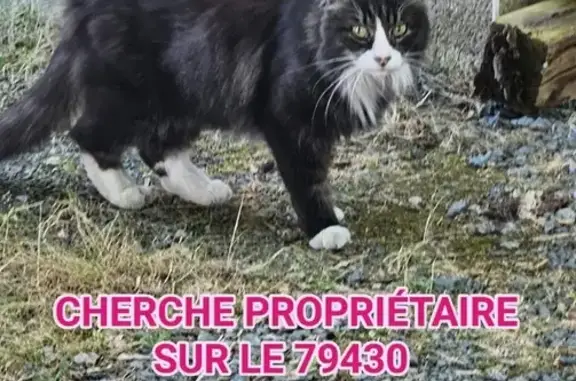 Animaux trouvés La Chapelle-Saint-Laurent, photo: Chat gris foncé et blanc trouvé, La Chapelle