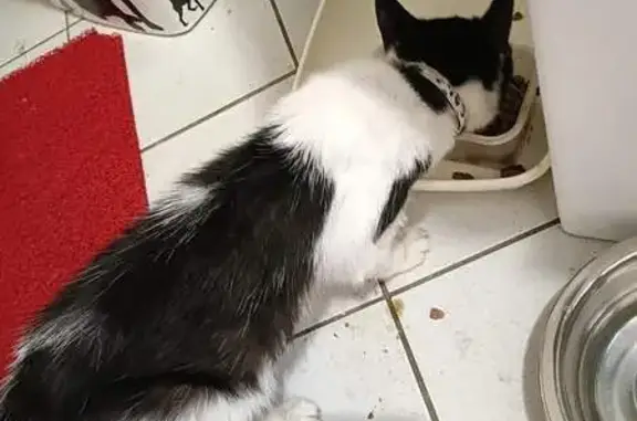 Chat noir et blanc trouvé, très maigre, Pulnoy - photo
