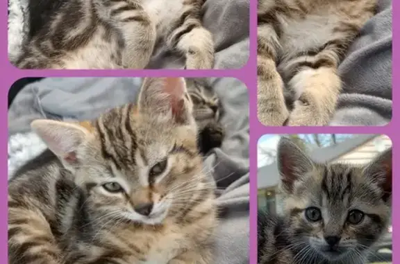 Help Find Missing 5-Month-Old Tabby Cat!