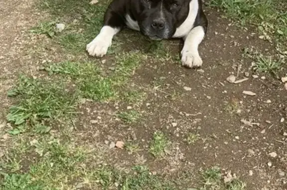 Chien perdu , photo : Chien staffie noir et blanc perdu à Saint-Georges