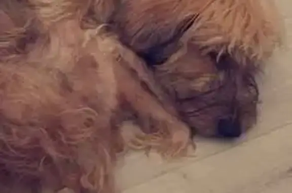 Animaux perdus Nonancourt, photo: Petit basset griffon beige disparu à Nonancourt
