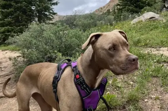 Missing Large Brown Pit Bull Mix in Parker