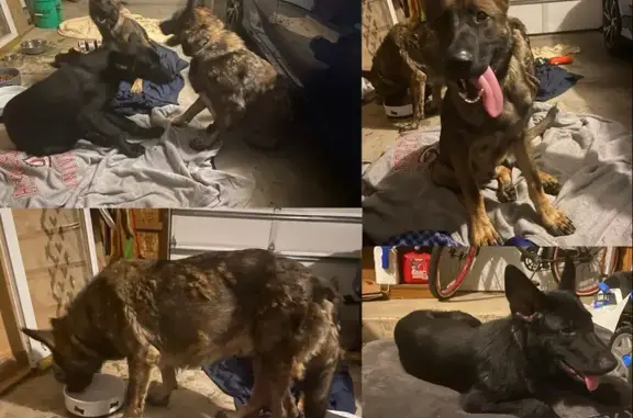 Found: 3 Lost German Shepherds in Columbus, OH