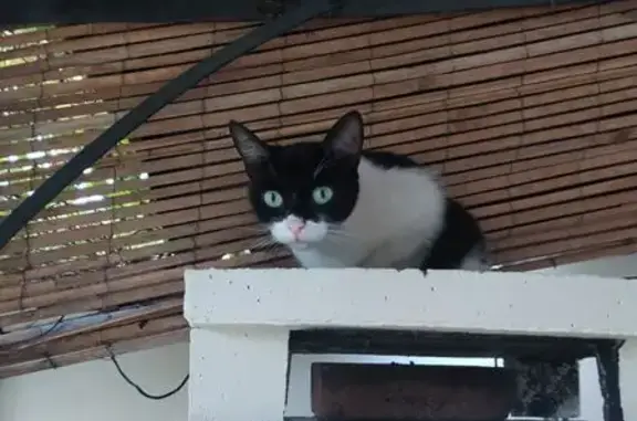 Chatte blanche et noire trouvée à Coutras - photo