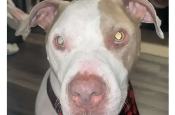 Lost Male Red Nose Pit: Needs Medicine