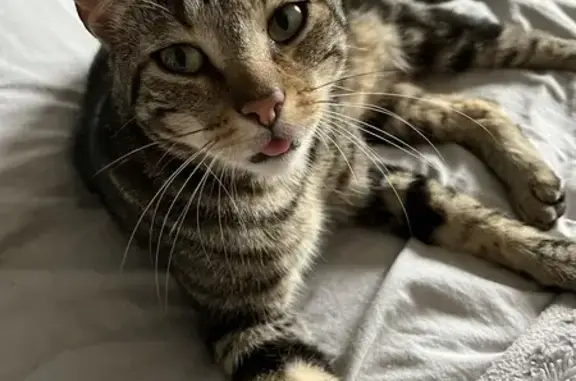 Chat mâle castré perdu à Scy-Chazelles - photo