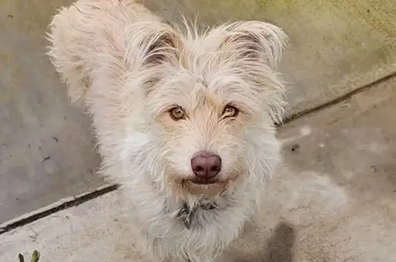 Missing Terrier Mix in Ripon - Help Needed!